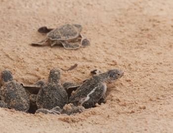 Sea turtles hatchlings appearing from an adopt a sea turtle nest on Hilton Head Island