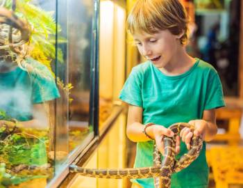 A young boy holding a snake at a Critter Meet and Greet on Hilton Head Island