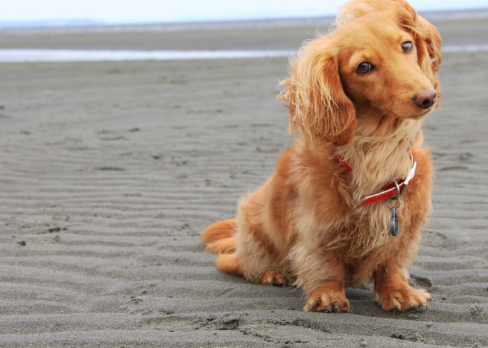 Pet Friendly Rentals on Hilton Head