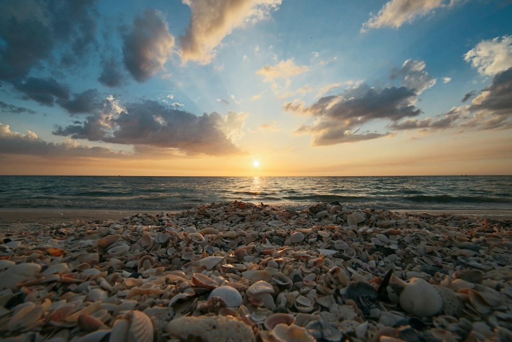 shells on the beach